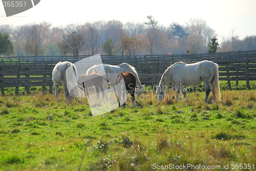 Image of Horses