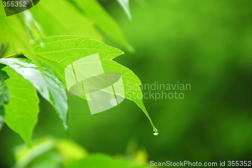 Image of Green leaf rain