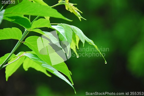 Image of Green leaf rain