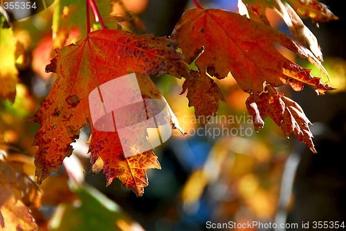 Image of Fall maple leaves