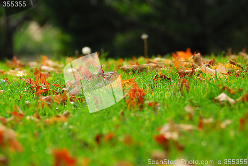 Image of Leaves in grass