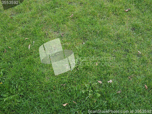 Image of Green grass meadow background