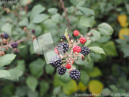 Image of Blackberry fruits