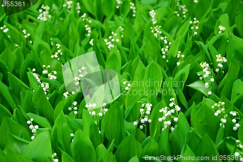 Image of Lily-of-the-valley