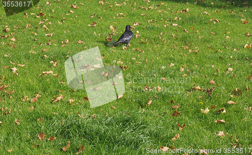 Image of Black crow bird