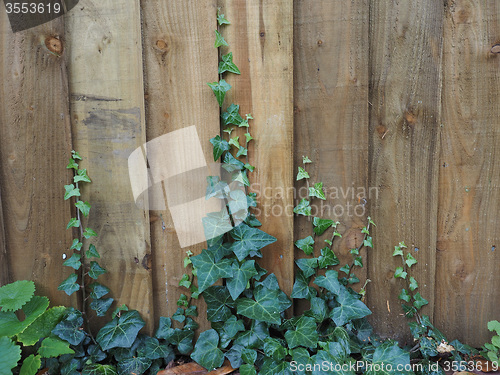 Image of Ivy plant