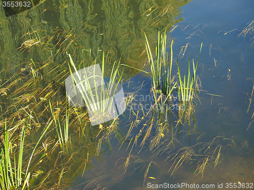 Image of Green water plants