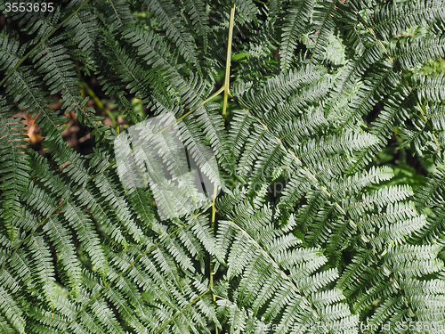 Image of Green fern plant