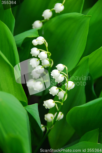 Image of Lily-of-the-valley closeup