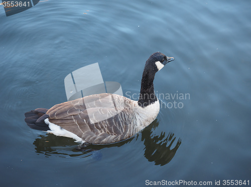 Image of Goose bird