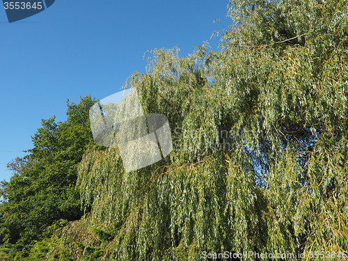 Image of Weeping Willow tree