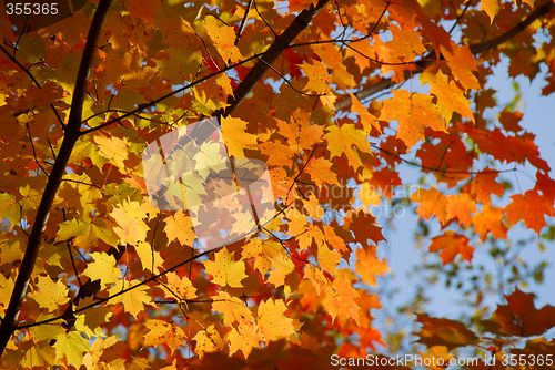 Image of Fall maple