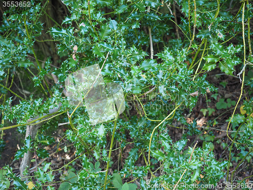 Image of Holly plant