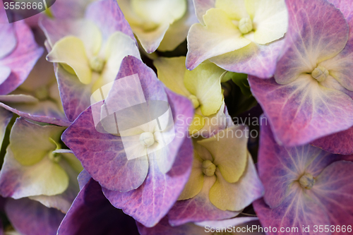 Image of Hydrangea