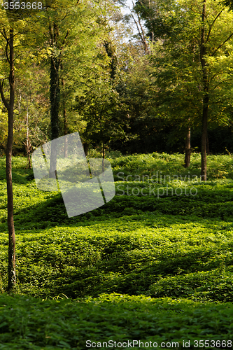 Image of Green park