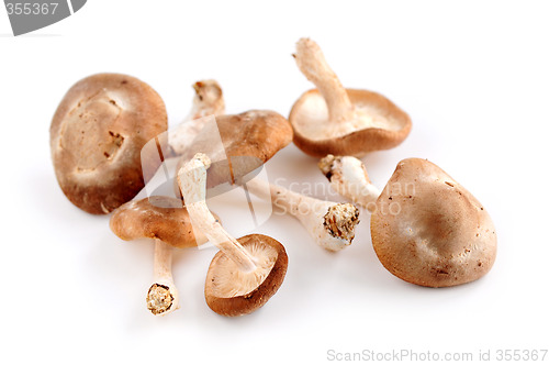 Image of Shiitake mushrooms