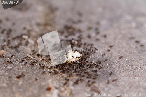 Image of Ants of bread