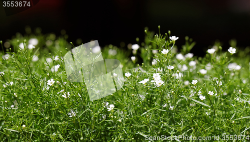 Image of Sweet alyssum