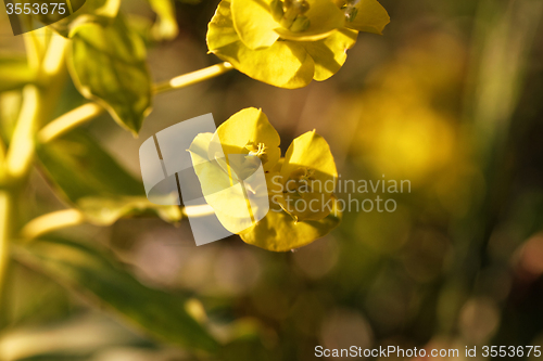 Image of Green plant