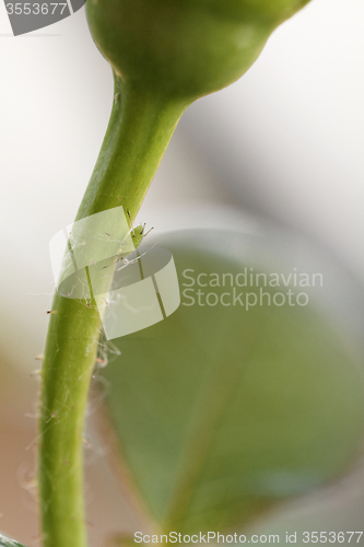 Image of Green aphid