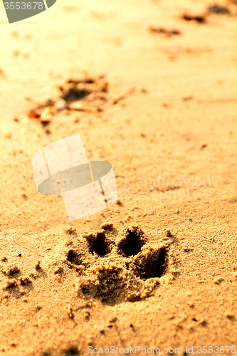 Image of Animal foot print