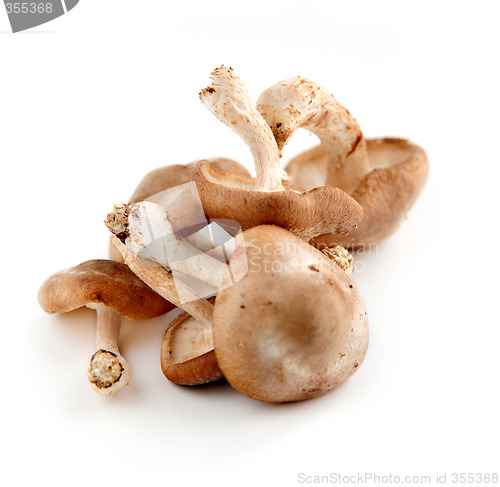 Image of Shiitake mushrooms