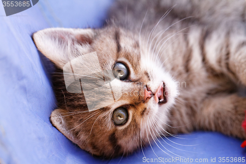 Image of Cute small cat