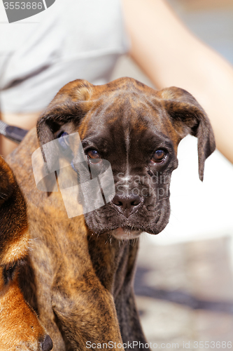 Image of Boxer dog