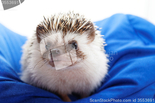 Image of Cute hedgehog