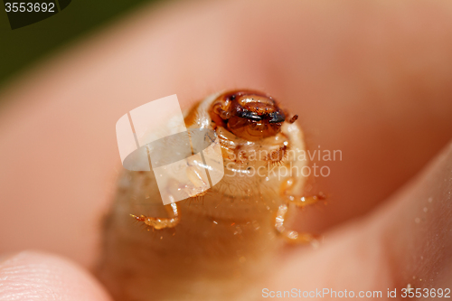 Image of Chafer grubs