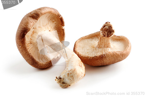 Image of Shiitake mushrooms