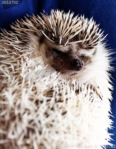 Image of Cute hedgehog