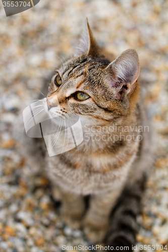 Image of Brown cat