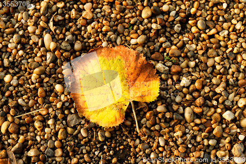 Image of Leaf on pebbles