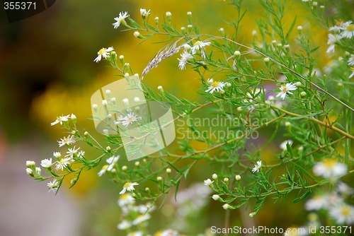 Image of Wild daisies