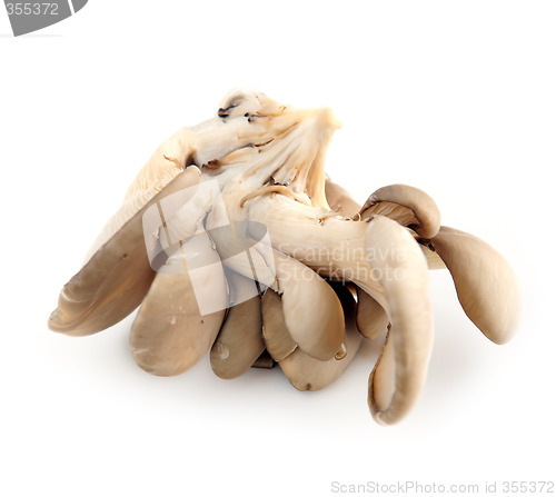 Image of Oyster mushrooms