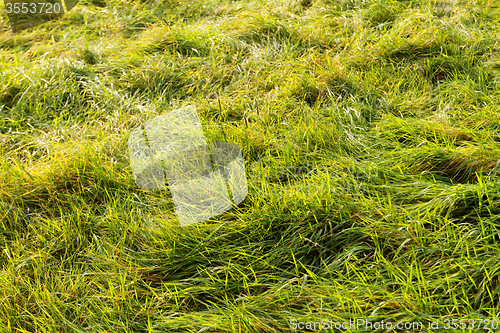 Image of Green grass