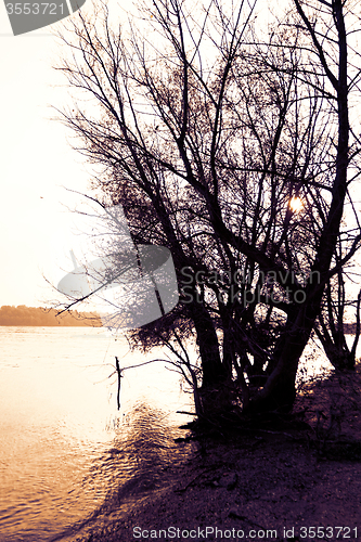 Image of Tree on the river bank