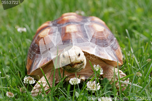 Image of African Spurred Tortoise