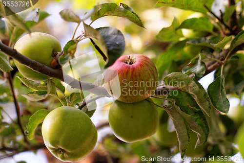 Image of Green apple