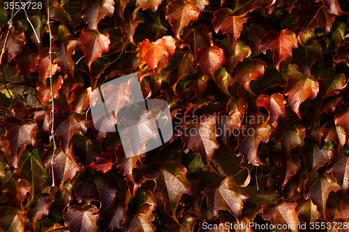 Image of Creeping leaves