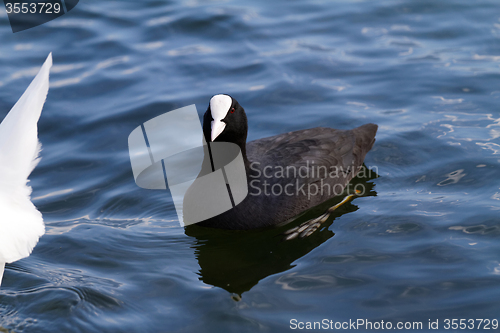 Image of Mallard