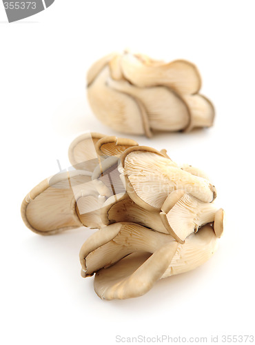 Image of Oyster mushrooms