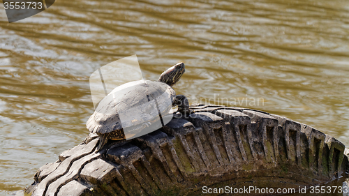 Image of Cute turtle