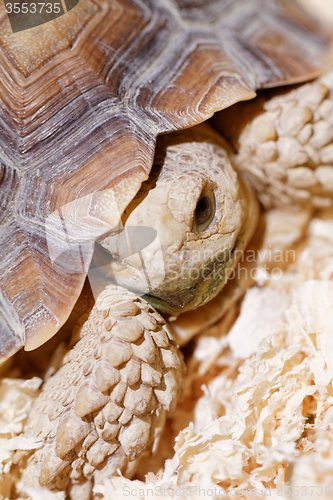 Image of African Spurred Tortoise