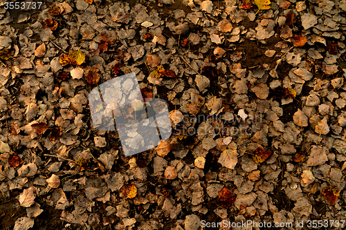 Image of Autumn leaves