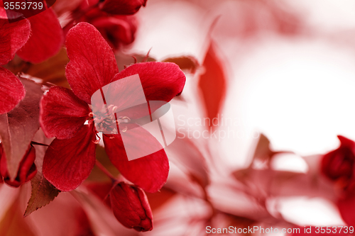 Image of Red flower