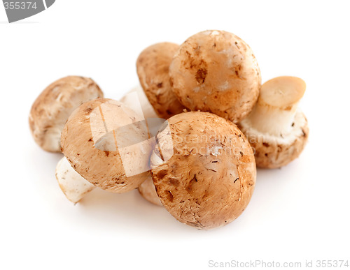 Image of Brown mushrooms