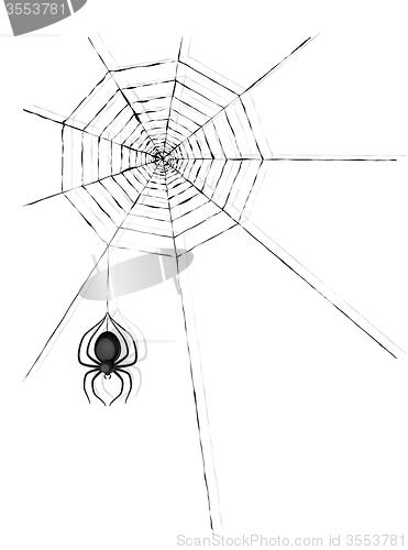 Image of spider and cobweb