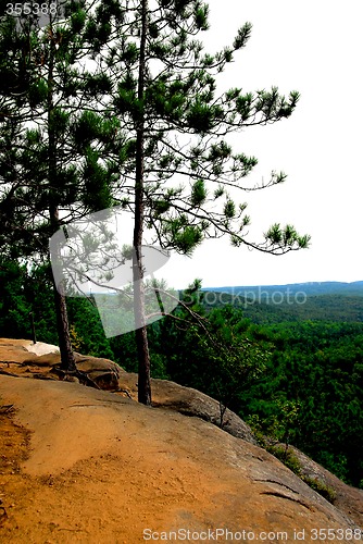 Image of Pines on cliffs